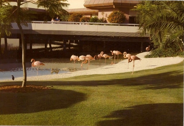 Flamingos- Johnny Kunzer