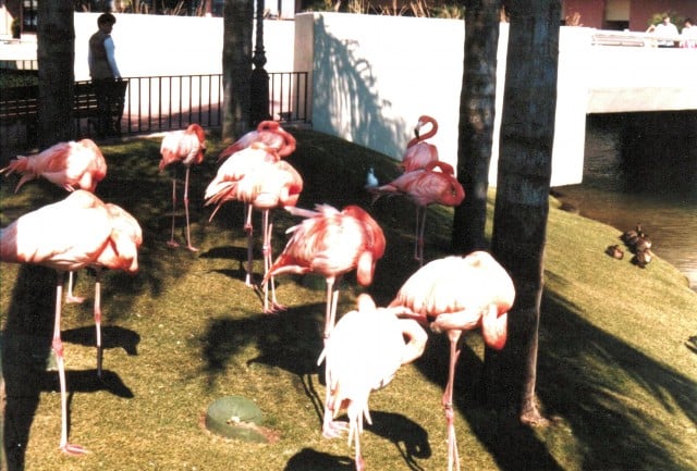 Flamingos in Epcot - Nora Martinez