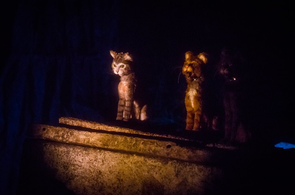 ¿Disney lanza a los gatos por la noche?