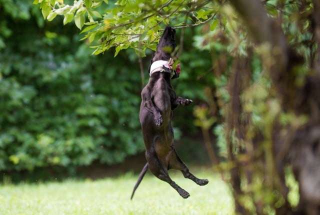 Nikon-D810-dog-tree-jumping