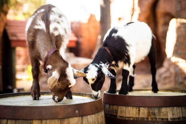 goats-babies-disneyland