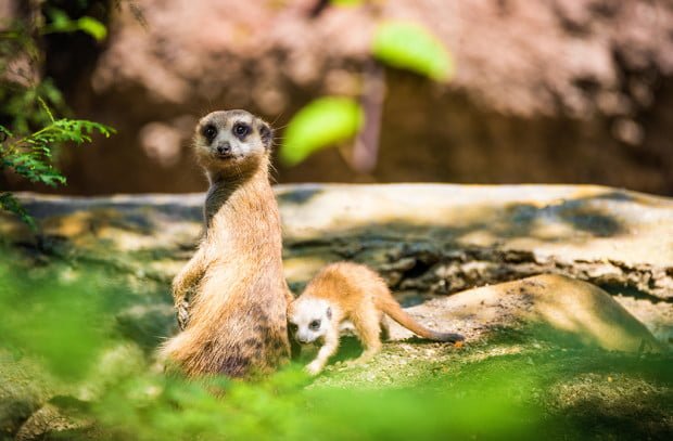 meerkat-baby-animal-kingdom-disney-world