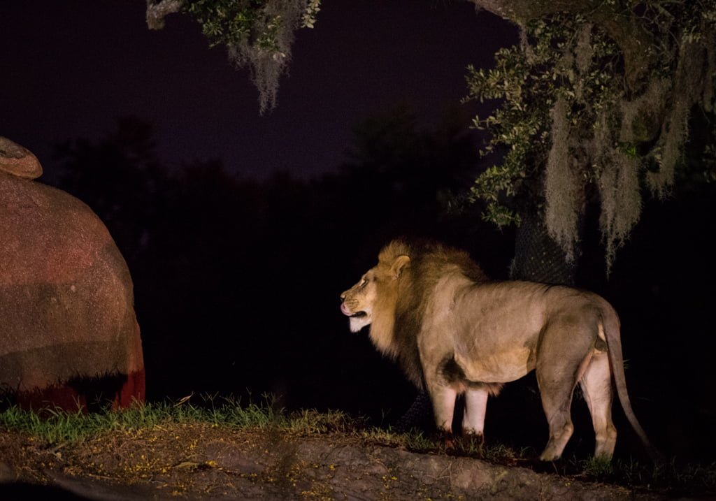 animal kingdom night safari