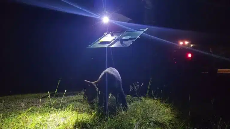 Bear That Entered Magic Kingdom Without Ticket & Caused Closures Released Into Wild
